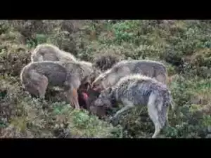 Video: TOP 10 WOLF ATTACKS || Wolf vs Coyote, Bear, Buffalo, Moose, Deer, Wild Boar
